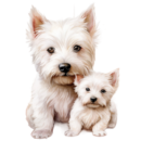 Family Westie Breeders | Cute westies for sale